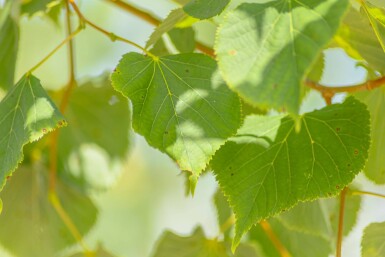 Tilia cordata cépée
