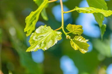Tilia cordata cépée