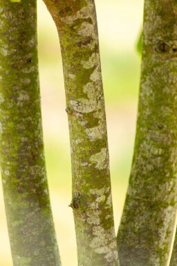 Tilia cordata cépée