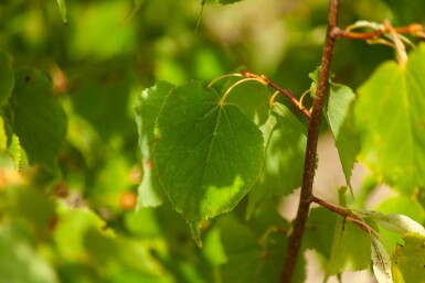 Tilia cordata cépée