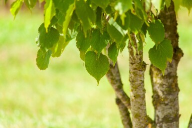 Tilia cordata cépée