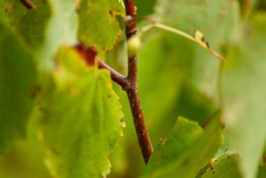 Tilia cordata cépée