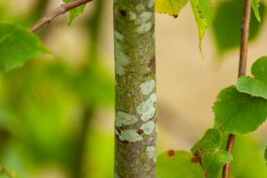 Tilia cordata cépée