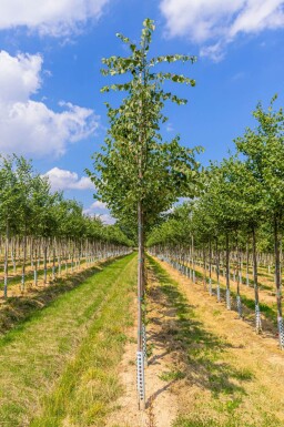Tilia cordata 'Böhlje' haute-tige