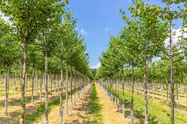 Tilia cordata 'Böhlje' haute-tige