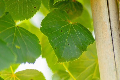 Tilia cordata 'Böhlje' haute-tige 10/12