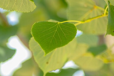 Tilia cordata 'Böhlje' haute-tige 10/12