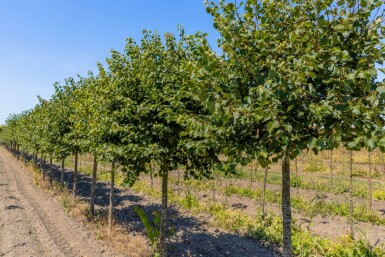 Tilia cordata 'Green Globe' haute-tige