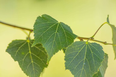 Tilia cordata 'Green Globe' boule sur tige