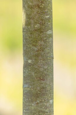Tilia cordata 'Green Globe' boule sur tige