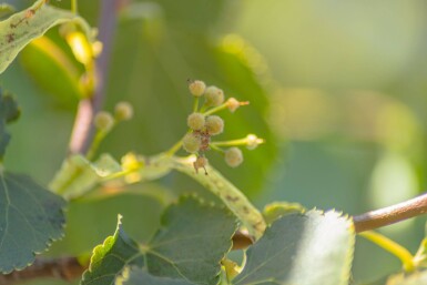 Tilia cordata 'Green Globe' boule sur tige 16/18 225cm tronc