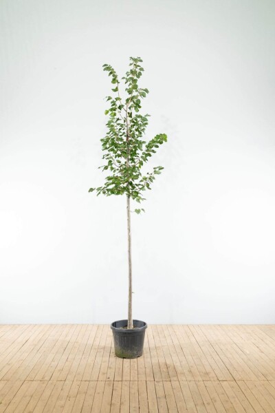 Tilia cordata 'Greenspire' haute-tige 10/12