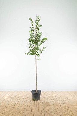 Tilia cordata 'Greenspire' haute-tige