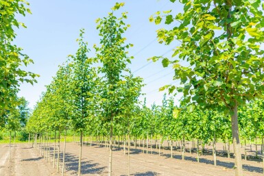 Tilia cordata 'Greenspire' haute-tige 10/12