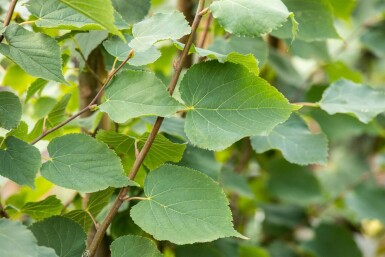Tilia cordata 'Greenspire' haute-tige 10/12