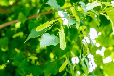 Tilia cordata 'Greenspire' haute-tige 10/12
