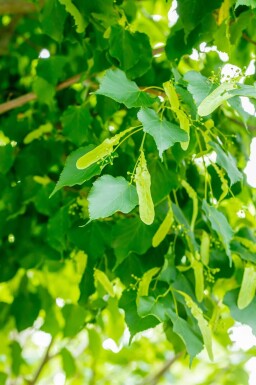 Tilia cordata 'Greenspire' haute-tige 10/12