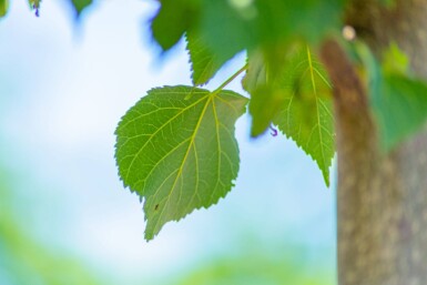 Tilia cordata 'Greenspire' haute-tige 10/12