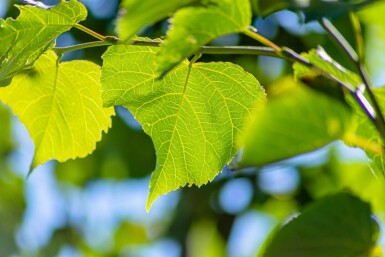 Tilia cordata 'Greenspire' haute-tige 10/12