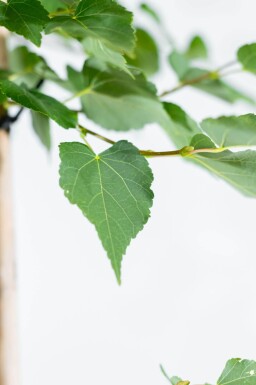 Tilia cordata 'Greenspire' haute-tige 10/12