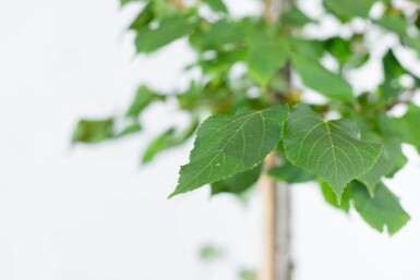 Tilia cordata 'Greenspire' haute-tige 10/12