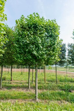 Tilia cordata 'Greenspire' espalier
