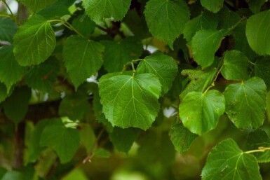 Tilia cordata 'Greenspire' espalier