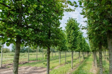 Tilia cordata 'Greenspire' espalier