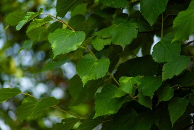 Tilia cordata 'Greenspire' espalier