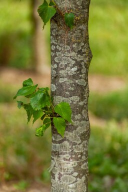 Tilia cordata 'Greenspire' espalier
