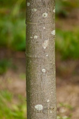 Tilia cordata 'Greenspire' espalier