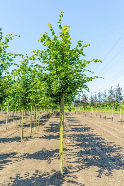 Tilia cordata 'Rancho' haute-tige 14/16