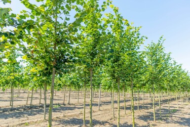 Tilia cordata 'Rancho' haute-tige 14/16