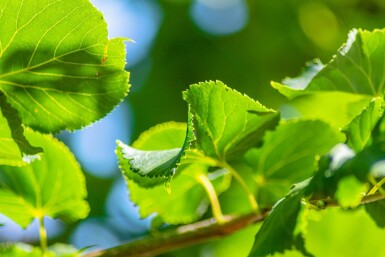 Tilia cordata 'Rancho' haute-tige 14/16