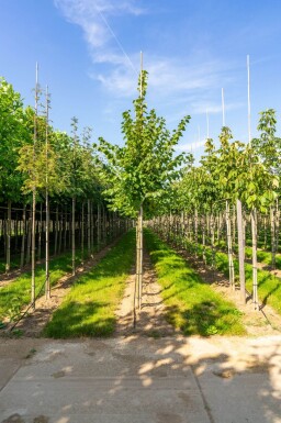 Tilia cordata 'Winter Orange' haute-tige