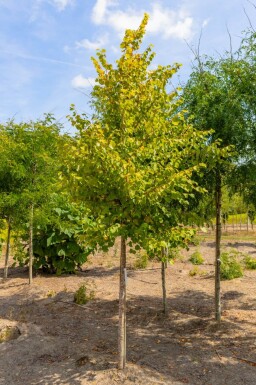Tilia cordata 'Winter Orange' haute-tige 10/12
