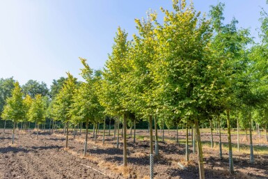 Tilia cordata 'Winter Orange' haute-tige 10/12