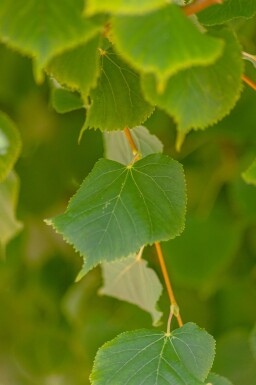 Tilia cordata 'Winter Orange' haute-tige 10/12