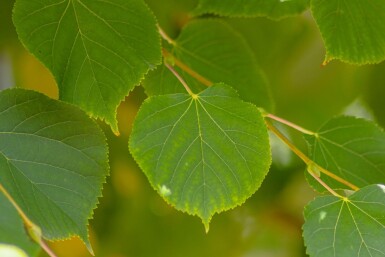 Tilia cordata 'Winter Orange' haute-tige 10/12