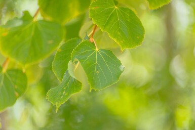 Tilia cordata 'Winter Orange' haute-tige 10/12