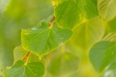 Tilia cordata 'Winter Orange' haute-tige 10/12