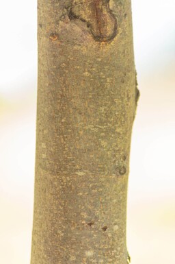Tilia cordata 'Winter Orange' haute-tige 10/12