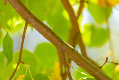 Tilia cordata 'Winter Orange' haute-tige 10/12
