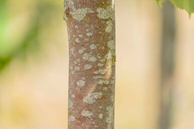 Tilia cordata 'Winter Orange' haute-tige 10/12