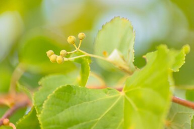 Tilia cordata 'Winter Orange' haute-tige 10/12