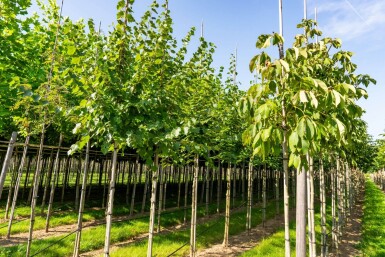 Tilia cordata 'Winter Orange' haute-tige 10/12