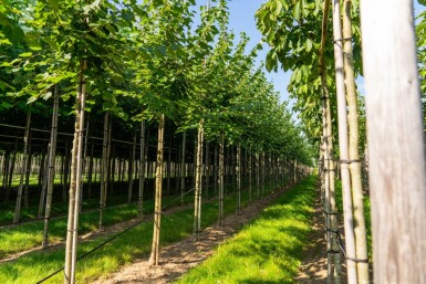Tilia cordata 'Winter Orange' haute-tige 10/12