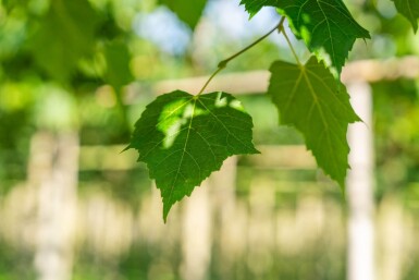 Tilia cordata 'Winter Orange' haute-tige 10/12
