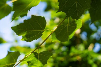 Tilia cordata 'Winter Orange' haute-tige 10/12