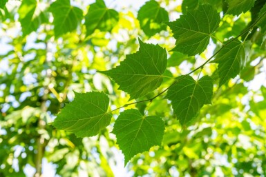 Tilia cordata 'Winter Orange' haute-tige 10/12